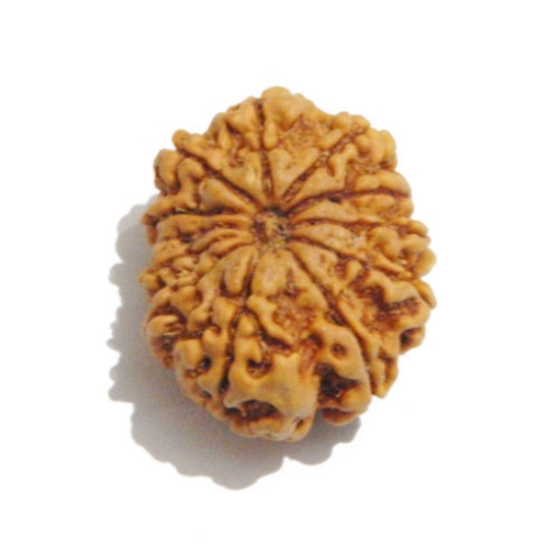 Twelve Face Nepali Rudraksha