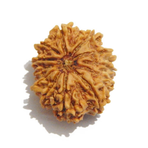 Twelve Face Nepali Rudraksha