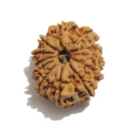 Twelve Face Nepali Rudraksha