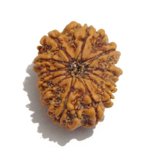 Twelve Face Nepali Rudraksha