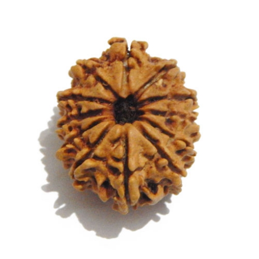 Twelve Face Nepali Rudraksha