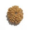 Nine Face Nepali Rudraksha