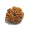 Nine Face Nepali Rudraksha