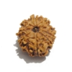 Nine Face Nepali Rudraksha