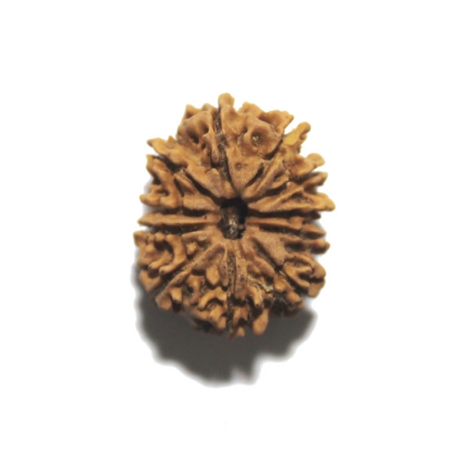Eleven Face Nepali Rudraksha