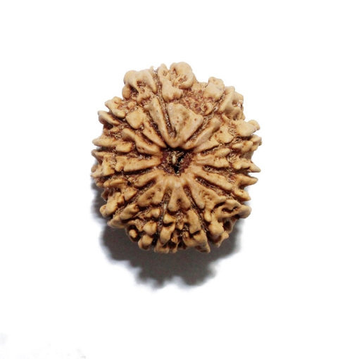 Eleven Face Nepali Rudraksha