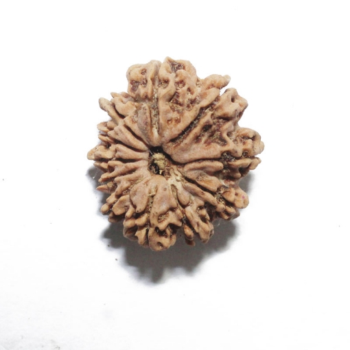 Eleven Face Nepali Rudraksha
