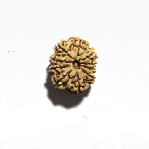 Ten Face Nepali Rudraksha 