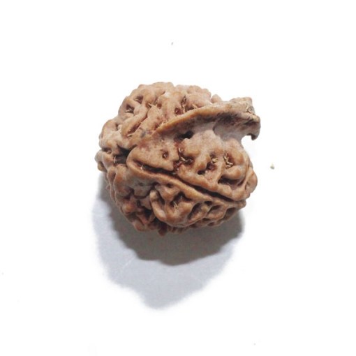 Ganesh Rudraksha