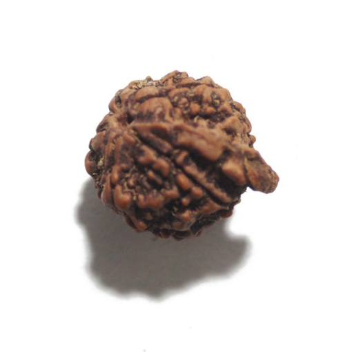 Ganesh Rudraksha