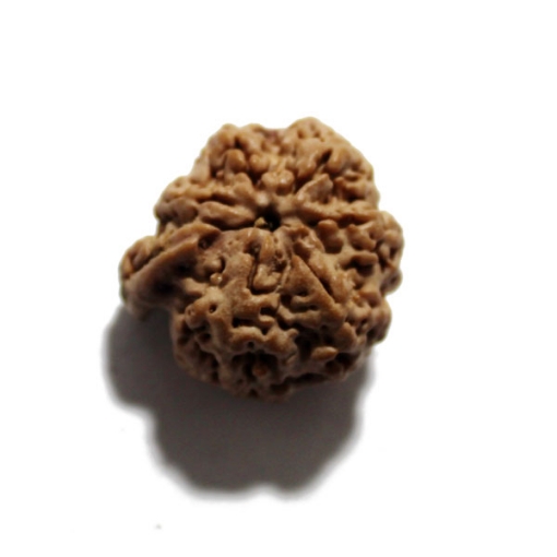 Ganesh Rudraksha
