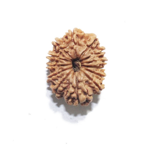 Thirteen Face (Mukhi)  Nepali Rudraksha