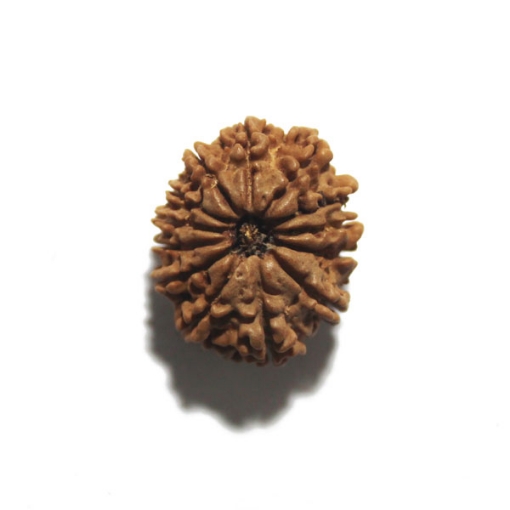 Thirteen Face (Mukhi)  Nepali Rudraksha