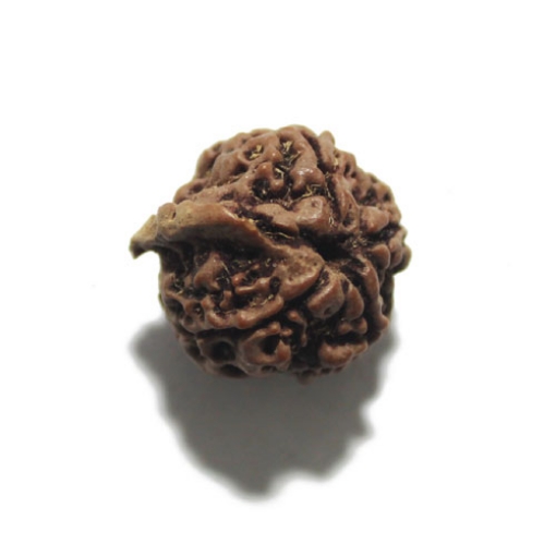Ganesh Rudraksha
