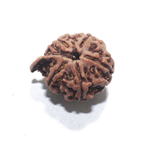 Ganesh Rudraksha