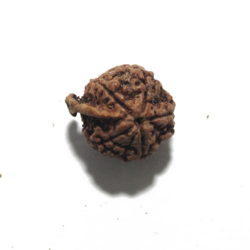Ganesh Rudraksha