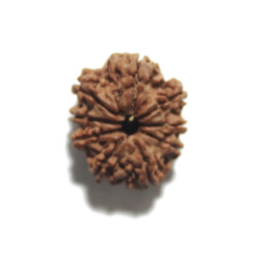 Nine Face Nepali Rudraksha