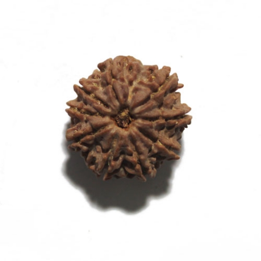 Nine Face Nepali Rudraksha
