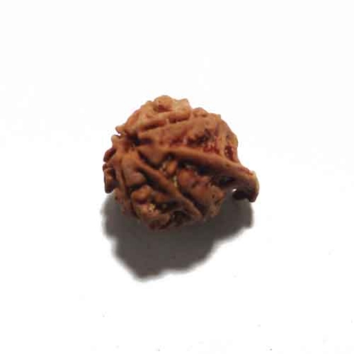 Ganesh Rudraksha