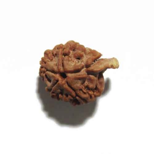 Ganesh Rudraksha