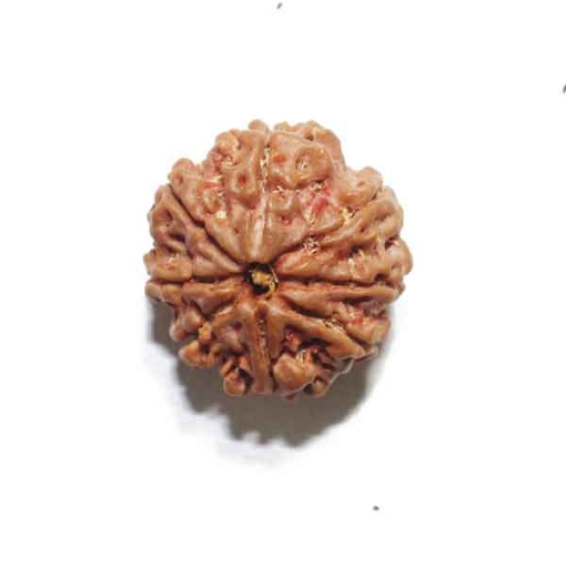 8 Face Nepali Rudraksha
