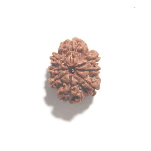 Eight Face Nepali Rudraksha