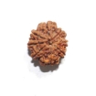 Eight Face Nepali Rudraksha