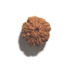 Eight Face Nepali Rudraksha