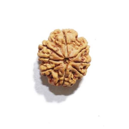 Eight Face Nepali Rudraksha