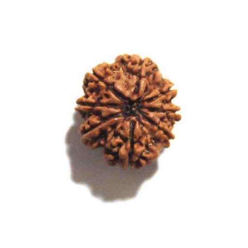 Eight Face Nepali Rudraksha