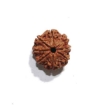 8 Face Nepali Rudraksha